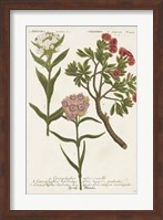 Botanical Varieties IV Fine Art Print
