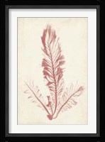 Coral Sea Feather I Framed Print