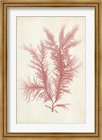 Coral Sea Feather II Fine Art Print