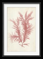 Coral Sea Feather II Fine Art Print