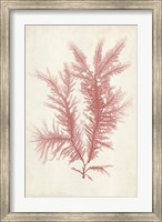 Coral Sea Feather II Fine Art Print