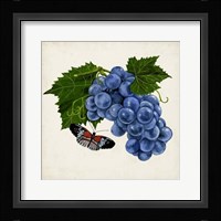Fruit with Butterflies II Framed Print