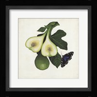 Fruit with Butterflies III Fine Art Print