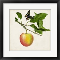 Fruit with Butterflies IV Fine Art Print