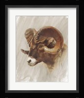 Western American Animal Study I Framed Print