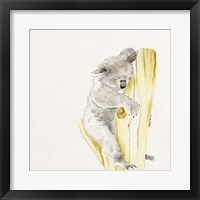 Baby Koala I Framed Print