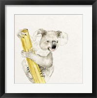 Baby Koala II Framed Print