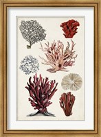 Antique Coral Study I Fine Art Print