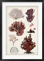 Antique Coral Study II Fine Art Print