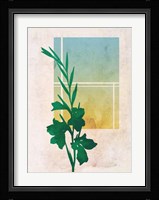 Ombre Gladiolus Flowers Framed Print