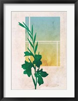 Ombre Gladiolus Flowers Framed Print