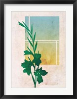 Ombre Gladiolus Flowers Framed Print