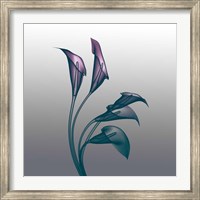 Ombre Calla Lilies X-Ray Fine Art Print