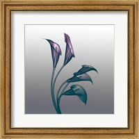 Ombre Calla Lilies X-Ray Fine Art Print