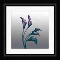 Ombre Calla Lilies X-Ray Fine Art Print
