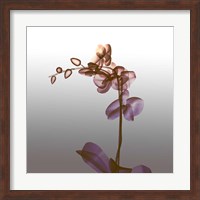 Ombre Orchid X-Ray Fine Art Print