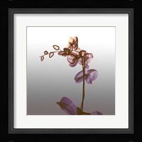 Ombre Orchid X-Ray Fine Art Print