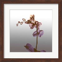 Ombre Orchid X-Ray Fine Art Print