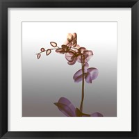 Ombre Orchid X-Ray Fine Art Print