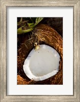 Fiji, Vanua Levu, Savusavu, Split coconut Fine Art Print