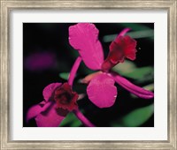 Magenta Orchid, Fiji Fine Art Print