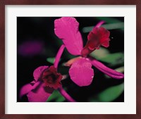 Magenta Orchid, Fiji Fine Art Print