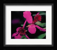 Magenta Orchid, Fiji Fine Art Print