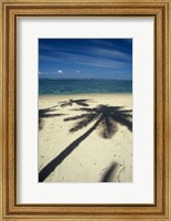 Shadow of Palm Trees on Beach, Coral Coast, Fiji Fine Art Print