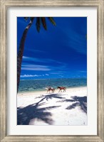 Palm Trees and Horses, Tambua Sands, Coral Coast, Fiji Fine Art Print
