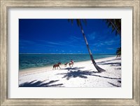 Horses on Beach, Tambua Sands Resort, Coral Coast, Fiji Fine Art Print