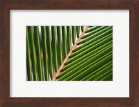 Palm, Fiji Fine Art Print