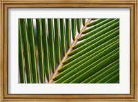 Palm, Fiji Fine Art Print
