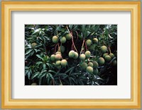 Mangoes, Fiji Fine Art Print