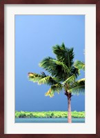 Palm Tree, Denarau Island, Fiji Fine Art Print
