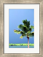 Palm Tree, Denarau Island, Fiji Fine Art Print