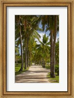 Avenue of Palms, Musket Cove Island Resort, Malolo Lailai Island, Mamanuca Islands, Fiji Fine Art Print