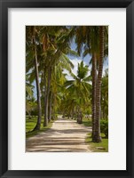 Avenue of Palms, Musket Cove Island Resort, Malolo Lailai Island, Mamanuca Islands, Fiji Fine Art Print