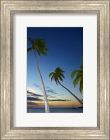 Palm trees at Plantation Island Resort, Fiji Fine Art Print