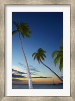 Palm trees at Plantation Island Resort, Fiji Fine Art Print