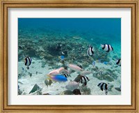Tropical Fish, Malolo Lailai Island, Fiji Fine Art Print