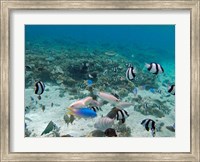 Tropical Fish, Malolo Lailai Island, Fiji Fine Art Print