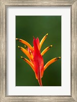 False Bird-Of-Paradise Flower (Heliconia psittacorum), Nadi, Viti Levu, Fiji Fine Art Print