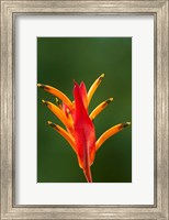 False Bird-Of-Paradise Flower (Heliconia psittacorum), Nadi, Viti Levu, Fiji Fine Art Print