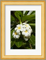 Frangipani flowers (Plumeria), Nadi, Viti Levu, Fiji Fine Art Print