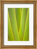 Palm frond pattern, Coral Coast, Viti Levu, Fiji Fine Art Print
