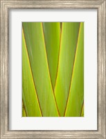 Palm frond pattern, Coral Coast, Viti Levu, Fiji Fine Art Print