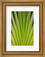 Palm frond pattern, Fiji Fine Art Print