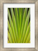 Palm frond pattern, Fiji Fine Art Print