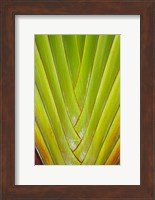 Palm frond pattern, Coral Coast,  Fiji Fine Art Print