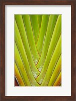 Palm frond pattern, Coral Coast,  Fiji Fine Art Print